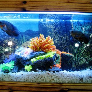 Indoor blue aquarium