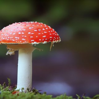 magic mushroom